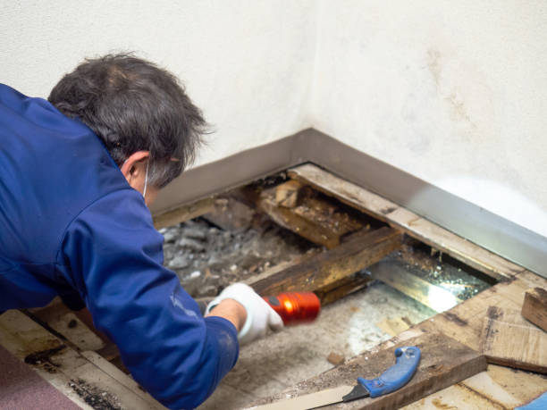 Best Black Mold Removal  in Walton, KY