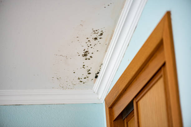 Attic Mold Removal in Walton, KY
