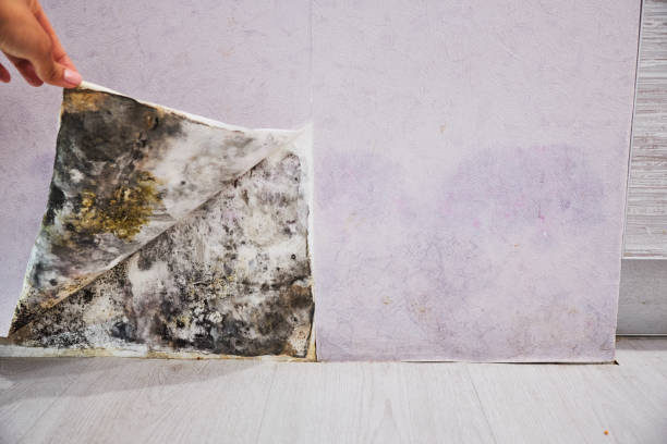 Best Office Mold Removal Services  in Walton, KY